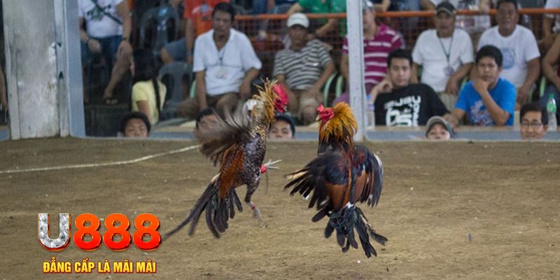 betvnd đăng nhập mậu binh khuyến mãi