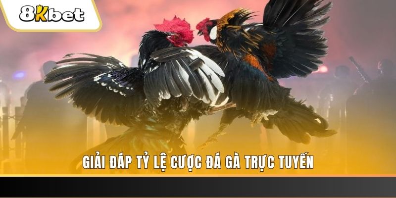 betvnd trực tiếp đá gà thomo