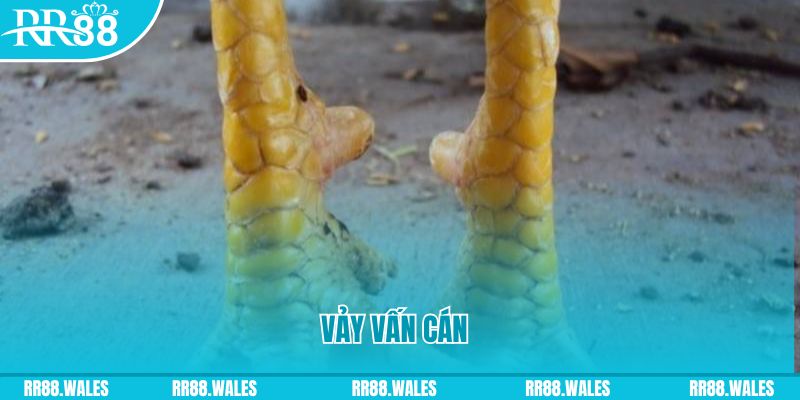 betvnd Phi Đội Ưu Tú