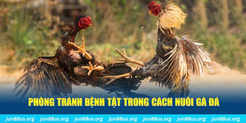 betvnd Bài Poker Bonus